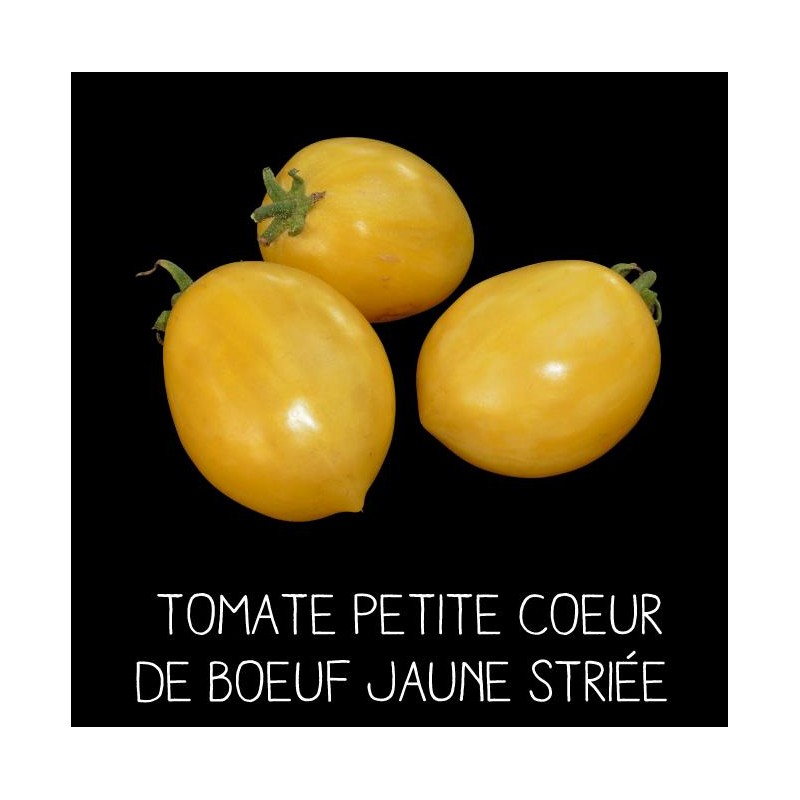 Tomate petite cœur de bœuf jaune striée