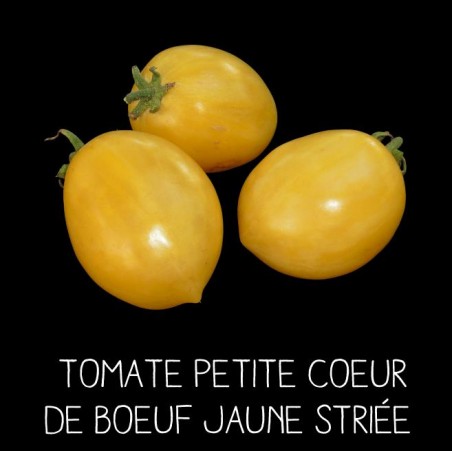 Tomate petite cœur de bœuf jaune striée