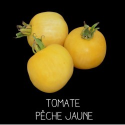 Tomate pêche jaune