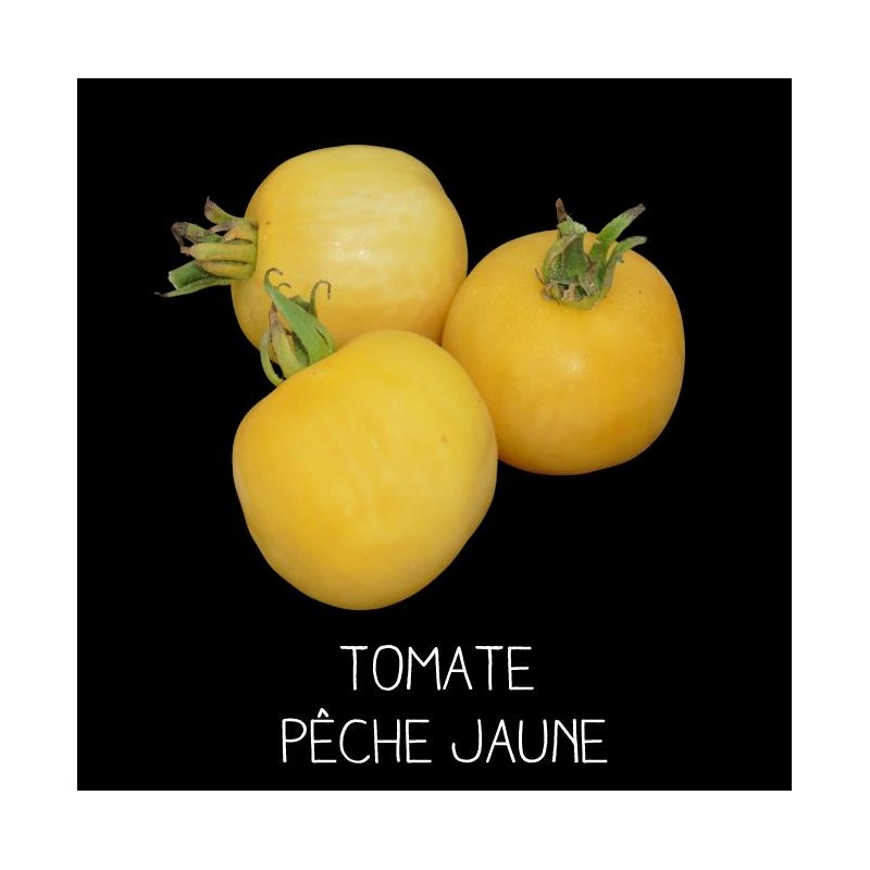 Tomate pêche jaune