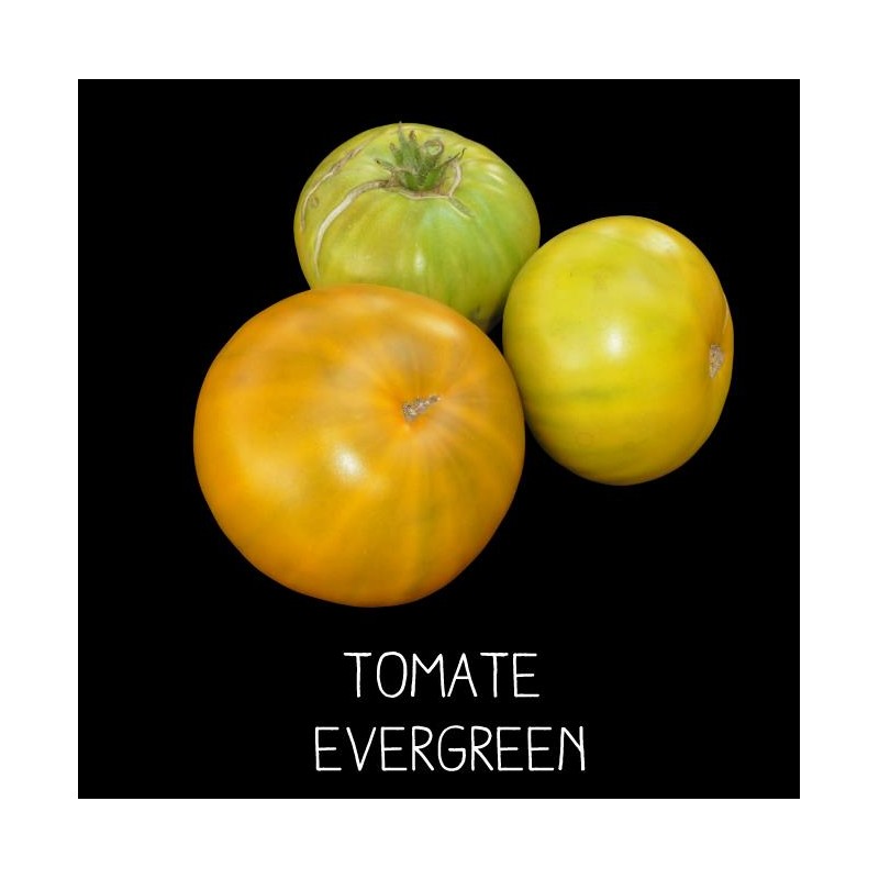 Tomate evergreen ou toujours verte