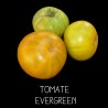 Tomate evergreen ou toujours verte