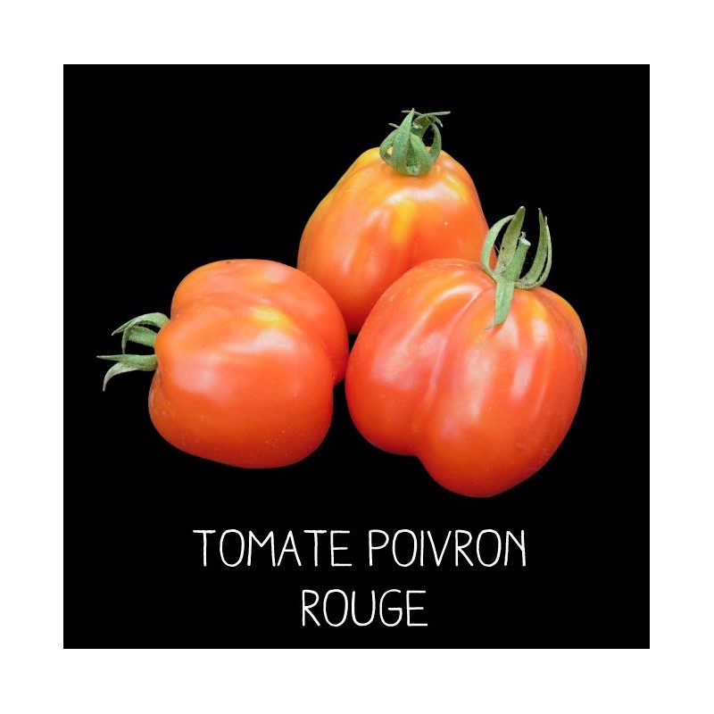 Tomate poivron rouge