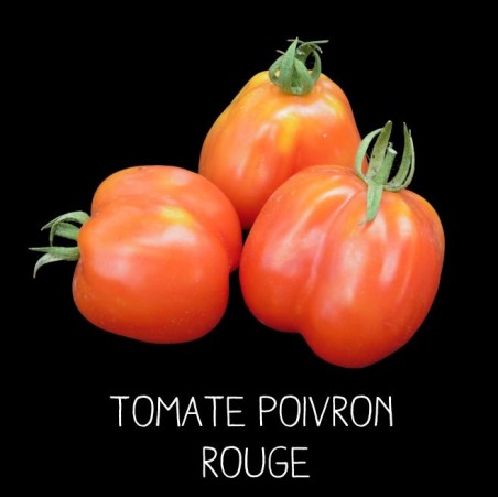Tomate poivron rouge