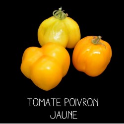 Tomate poivron jaune