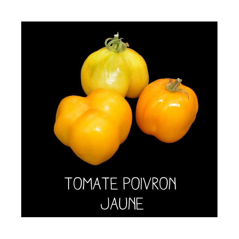 Tomate poivron jaune