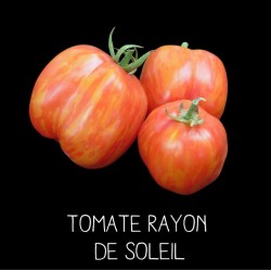 Tomate rayon de soleil