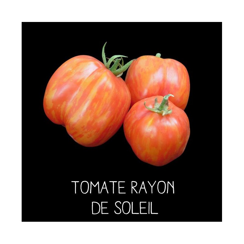Tomate rayon de soleil