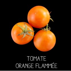 Tomate orange flammée