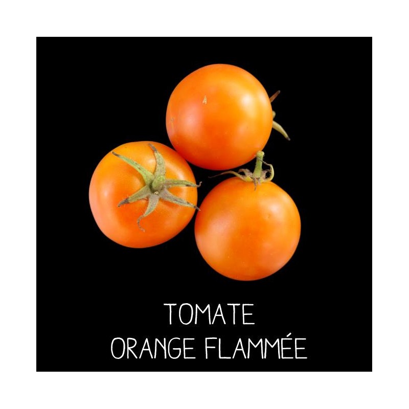 Tomate orange flammée