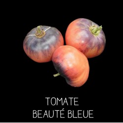 Tomate Beauté Bleue