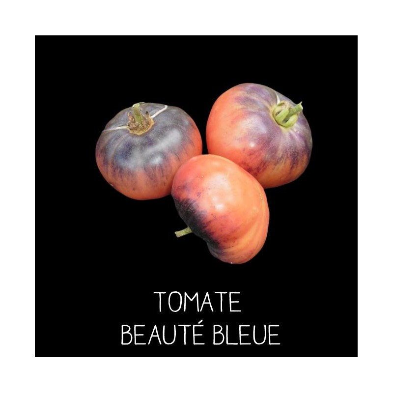 Tomate Beauté Bleue