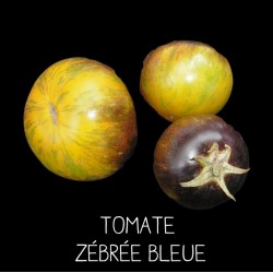 Tomate Bleue Zébrée