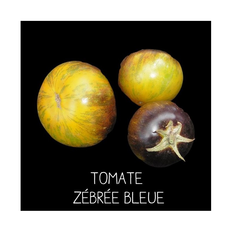 Tomate Bleue Zébrée