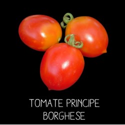 Tomate Principe Borghèse rouge