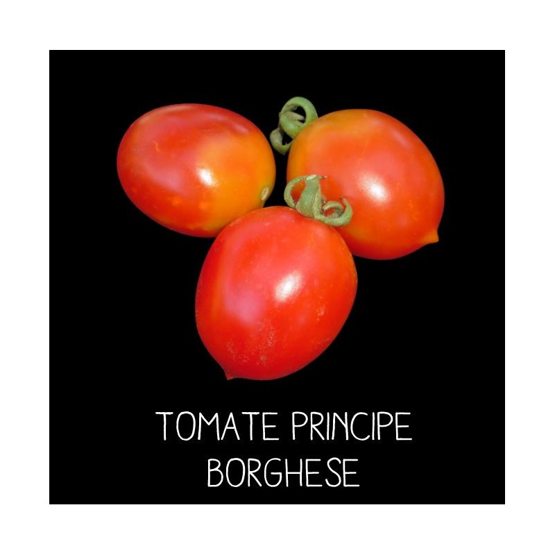 Tomate Principe Borghèse rouge