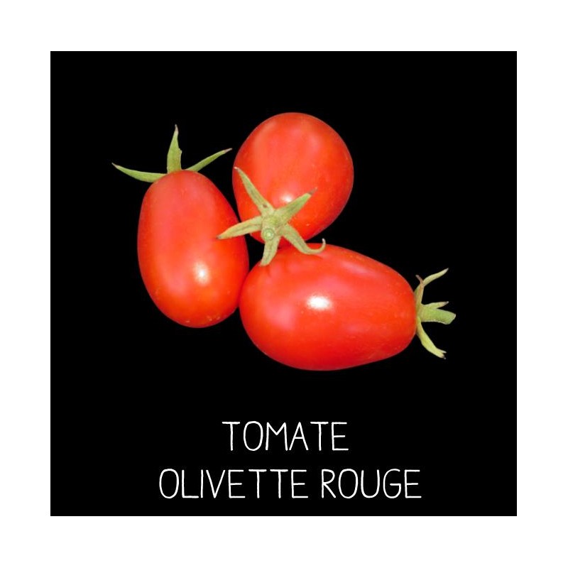 Tomate olivette rouge