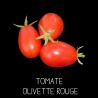 Tomate olivette rouge