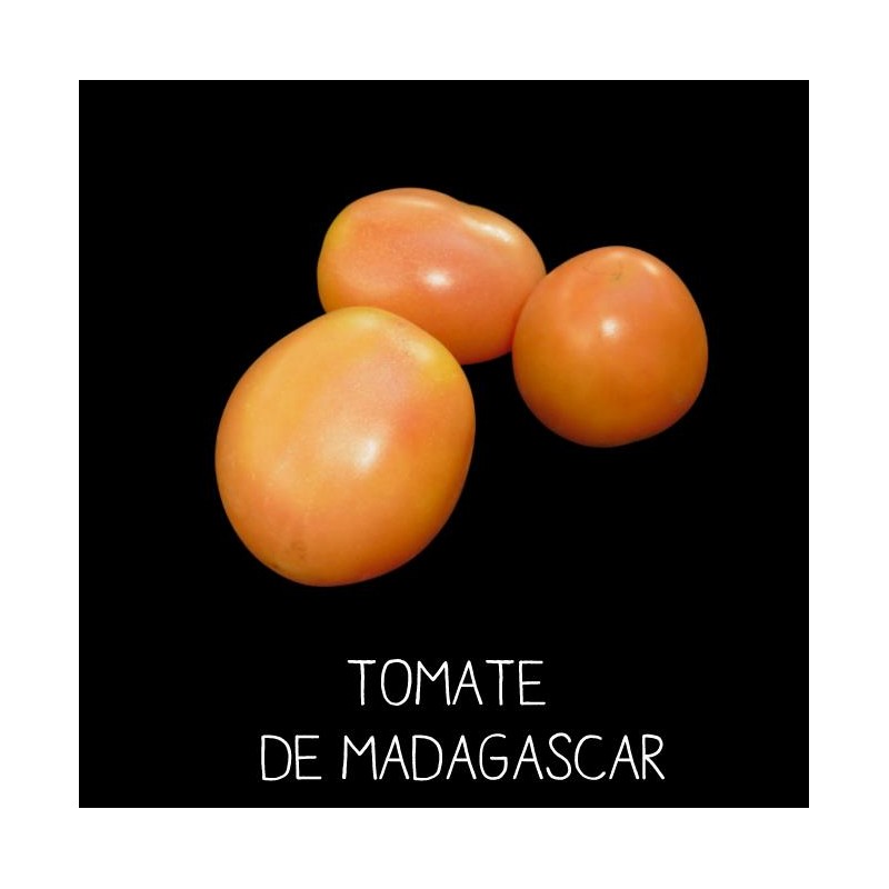 Tomate de Madagascar ou «abricot» orange