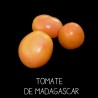Tomate de Madagascar ou «abricot» orange