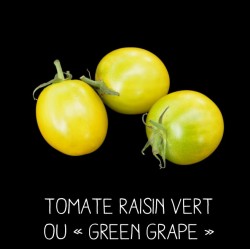 Tomate green grape ou «raisin vert»
