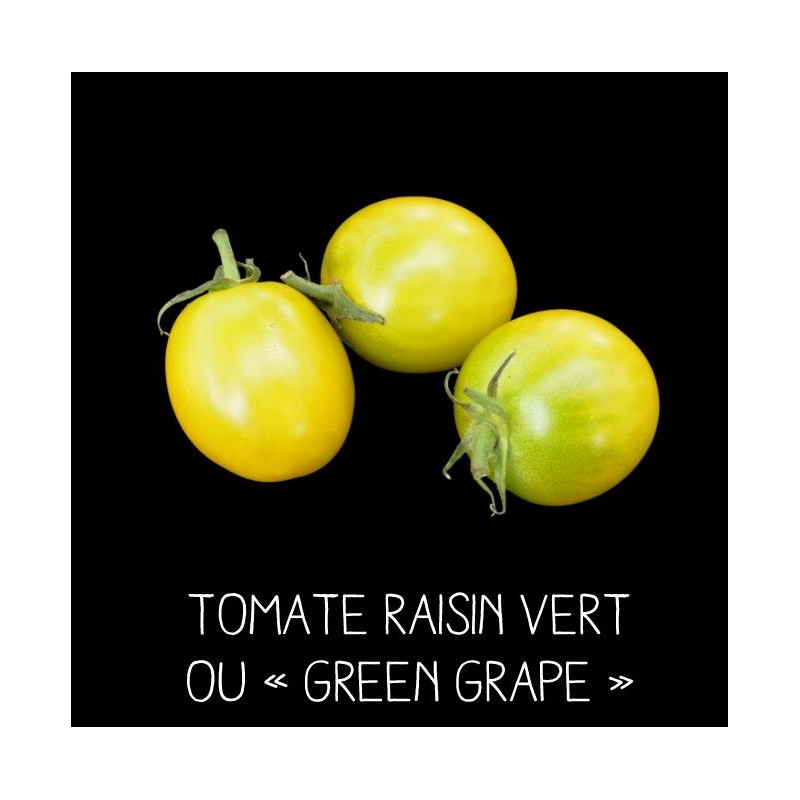 Tomate green grape ou «raisin vert»
