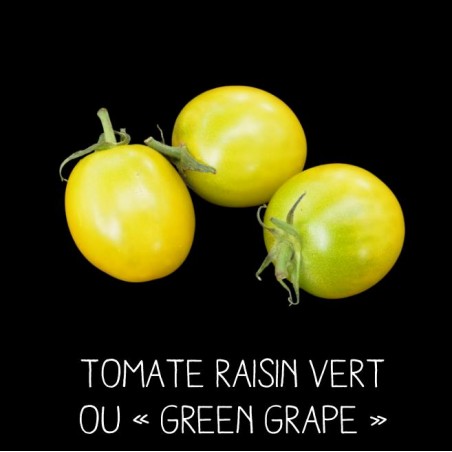 Tomate green grape ou «raisin vert»
