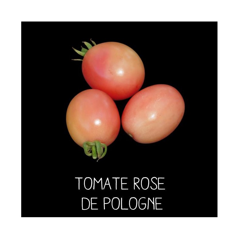 Tomate rose de Pologne