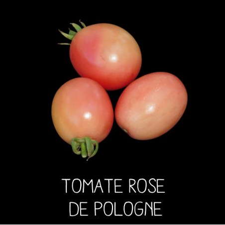 Tomate rose de Pologne
