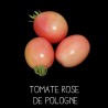 Tomate rose de Pologne