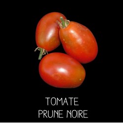 Tomate prune noire