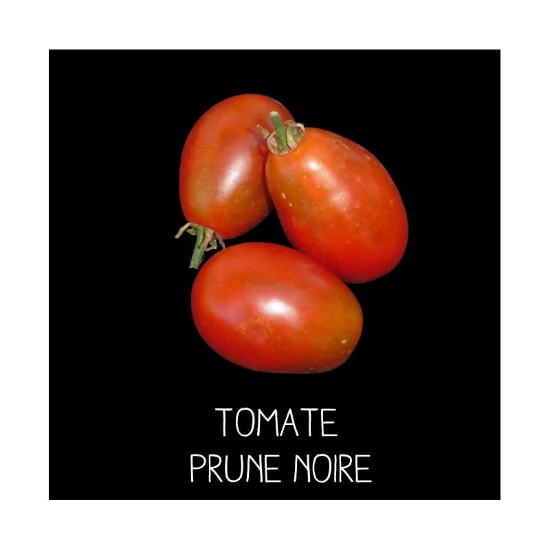 Tomate prune noire