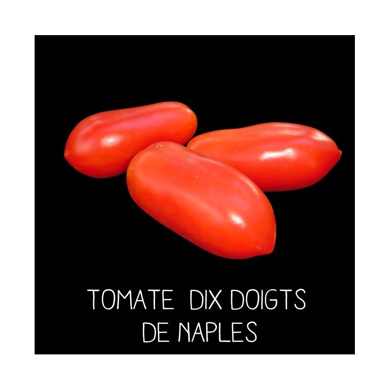 Tomate dix doigts de Naples