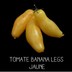 Tomate banana legs jaune