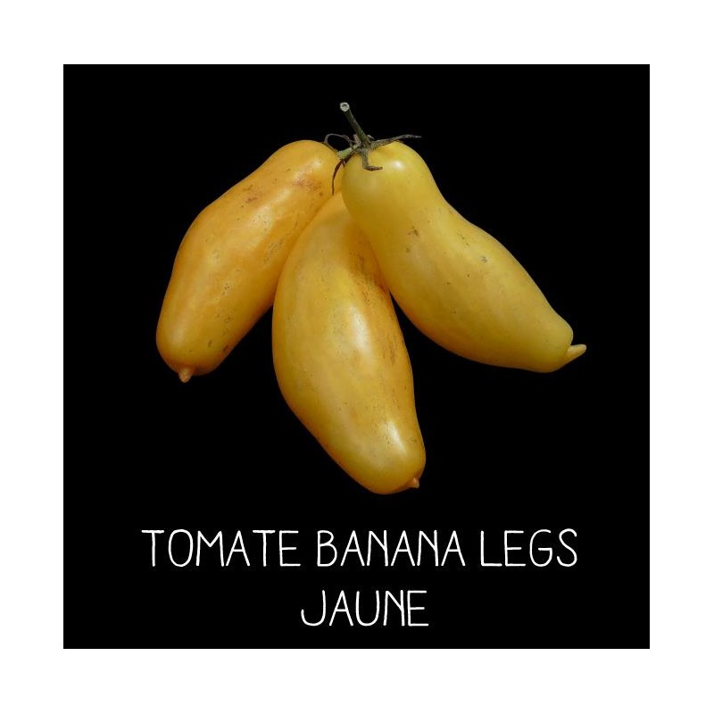 Tomate banana legs jaune