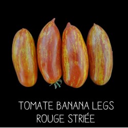 Tomate banana legs rouge striée