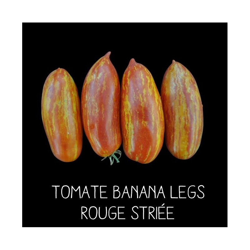 Tomate banana legs rouge striée