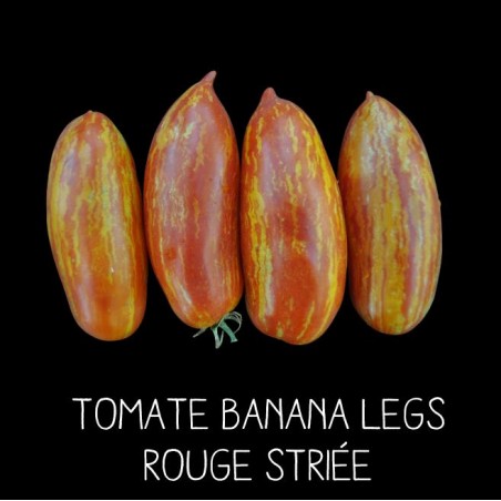 Tomate banana legs rouge striée