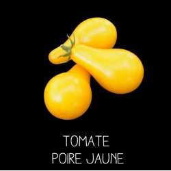 Tomate poire jaune