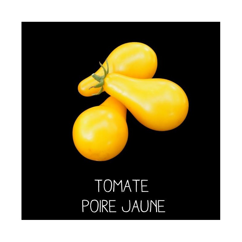 Tomate poire jaune