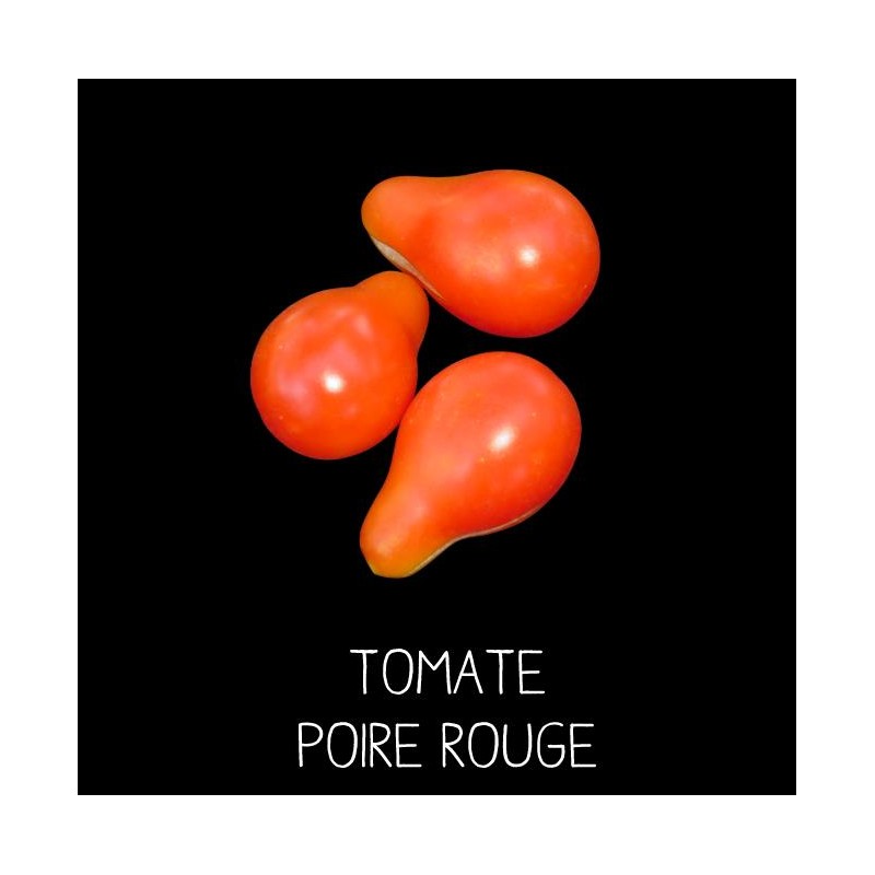 Tomate poire rouge