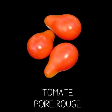 Tomate poire rouge