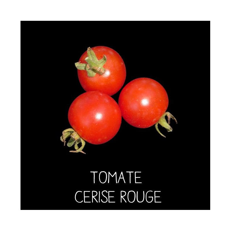Tomate cerise rouge
