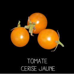 Tomate cerise jaune
