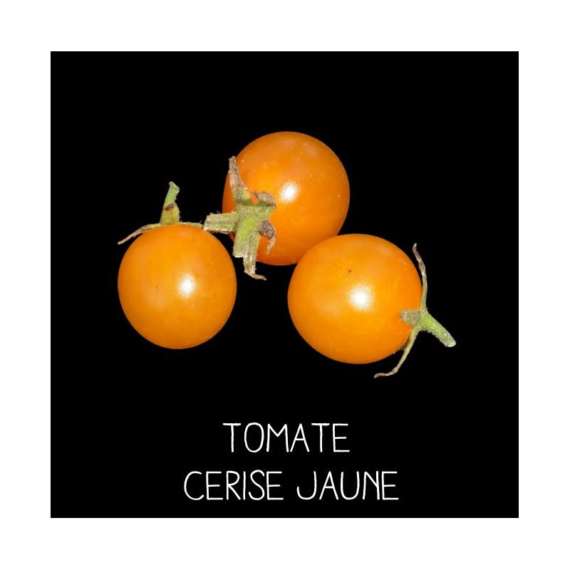 Tomate cerise jaune