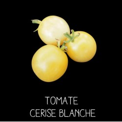 Tomate cerise blanche
