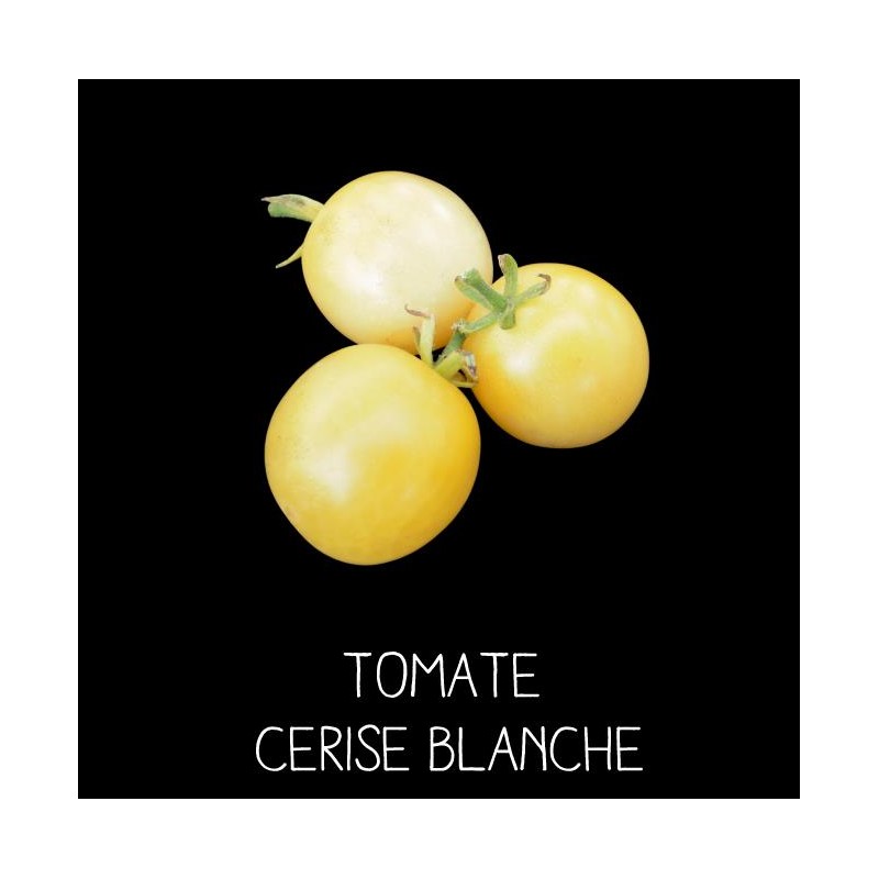 Tomate cerise blanche