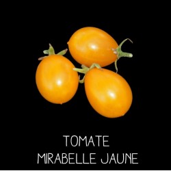 Tomate mirabelle jaune