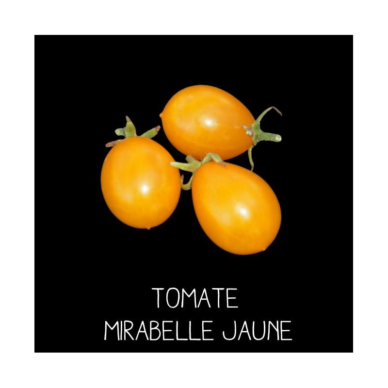 Tomate mirabelle jaune