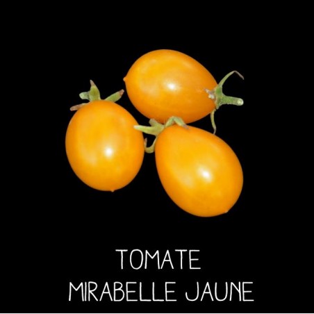 Tomate mirabelle jaune